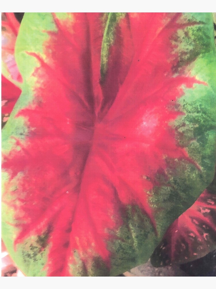 Thumbnail 6 of 6, Apron, CALADIUM COLOR BURST designed and sold by DAVIDLIBERTY.