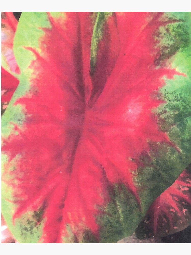 Thumbnail 5 of 5, Tote Bag, CALADIUM COLOR BURST designed and sold by DAVIDLIBERTY.