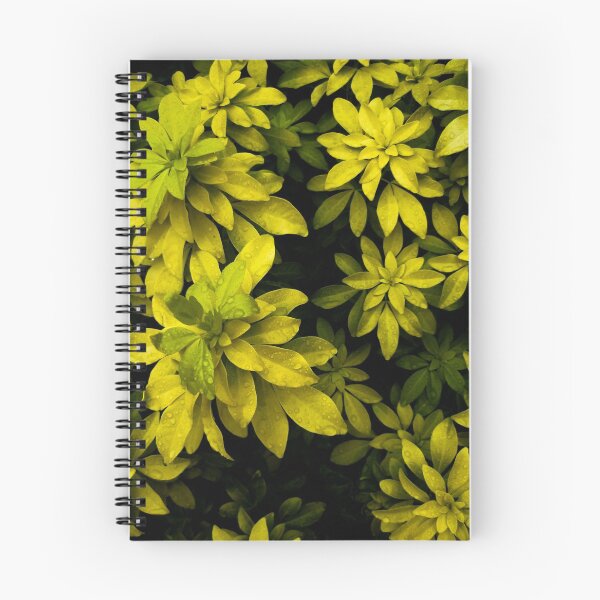 Item preview, Choisya designed and sold by BrandnerGraphic.