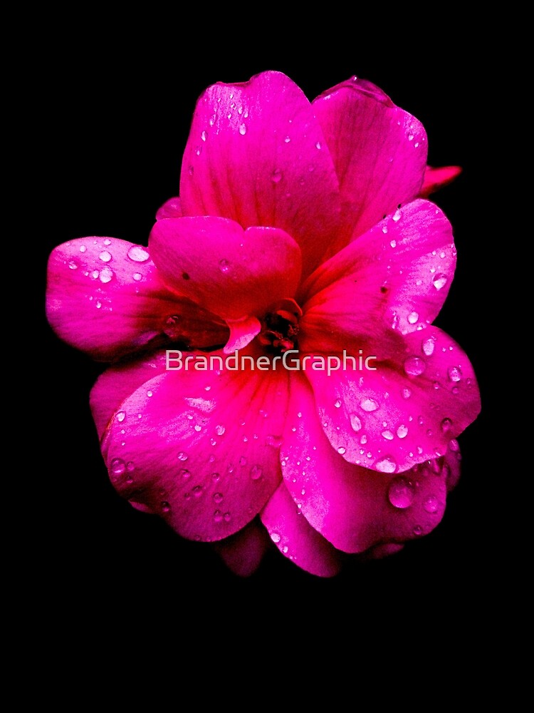 Pelargonium by BrandnerGraphic
