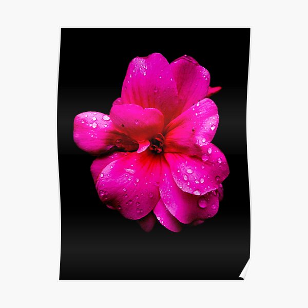 Pelargonium Poster