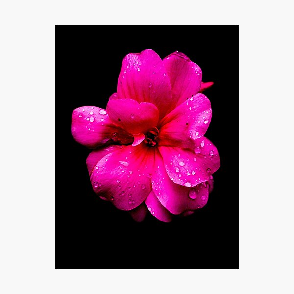 Pelargonium Photographic Print