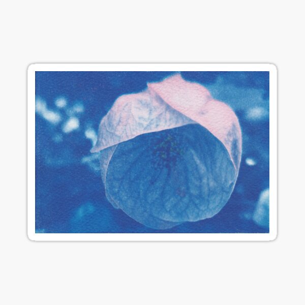Flowering Maple Cyanotype Sticker