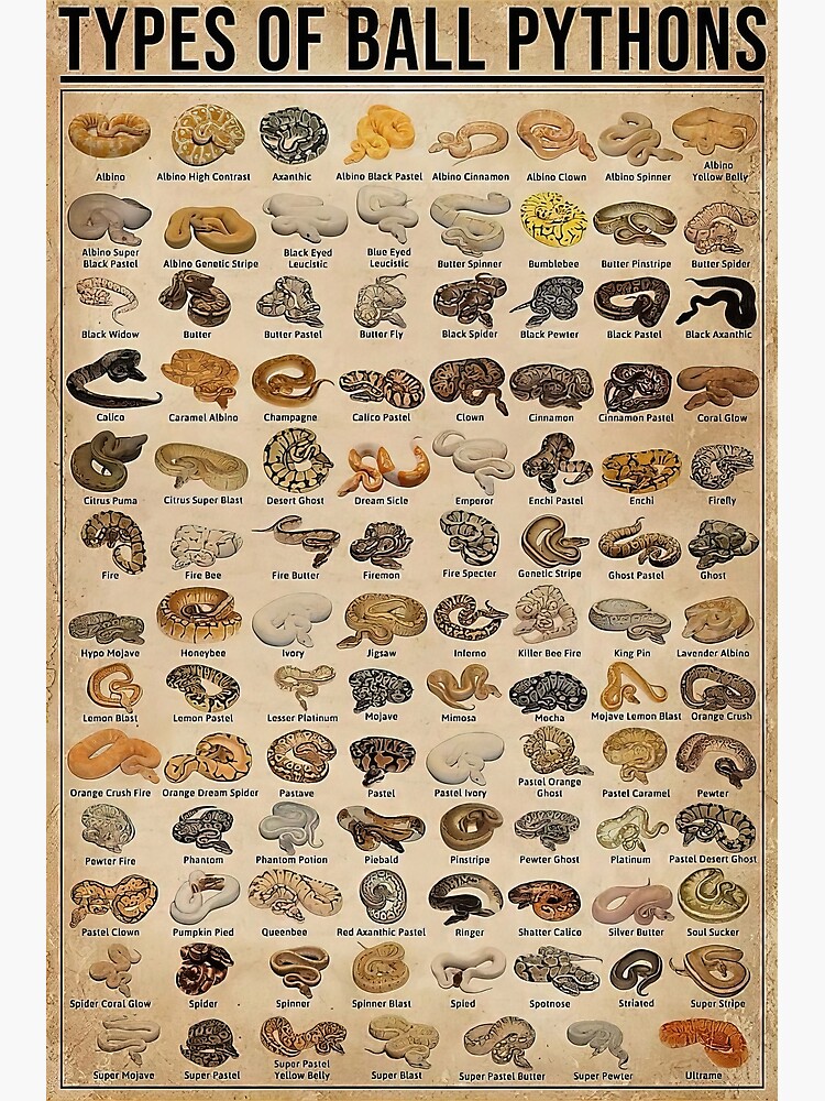 Types of ball pythons vertical Premium Matte Vertical Poster sold by ...
