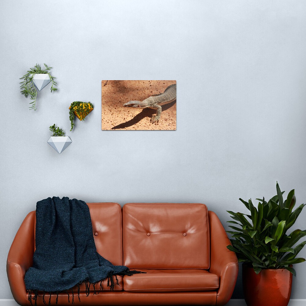 Sand goanna – Varanus gouldi Metal Print