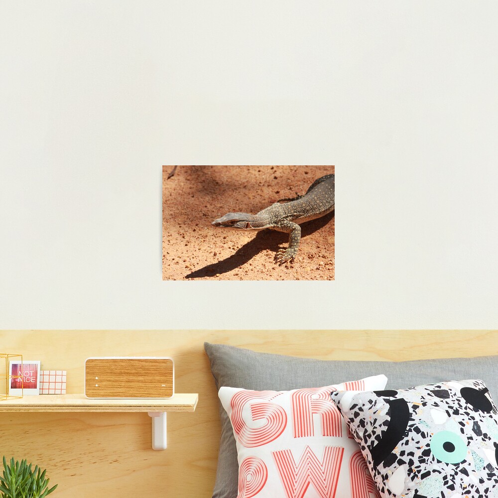 Sand goanna – Varanus gouldi Photographic Print