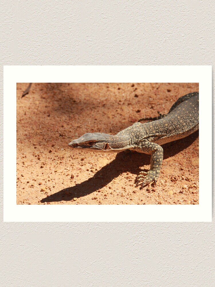 Alternate view of Sand goanna – Varanus gouldi Art Print