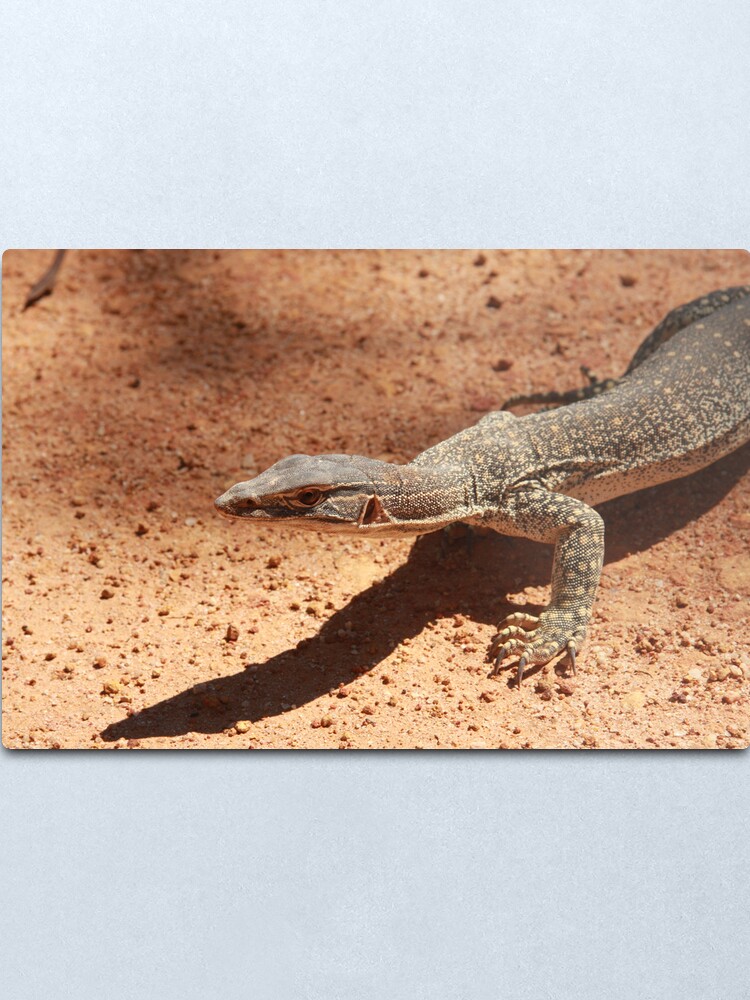 Alternate view of Sand goanna – Varanus gouldi Metal Print