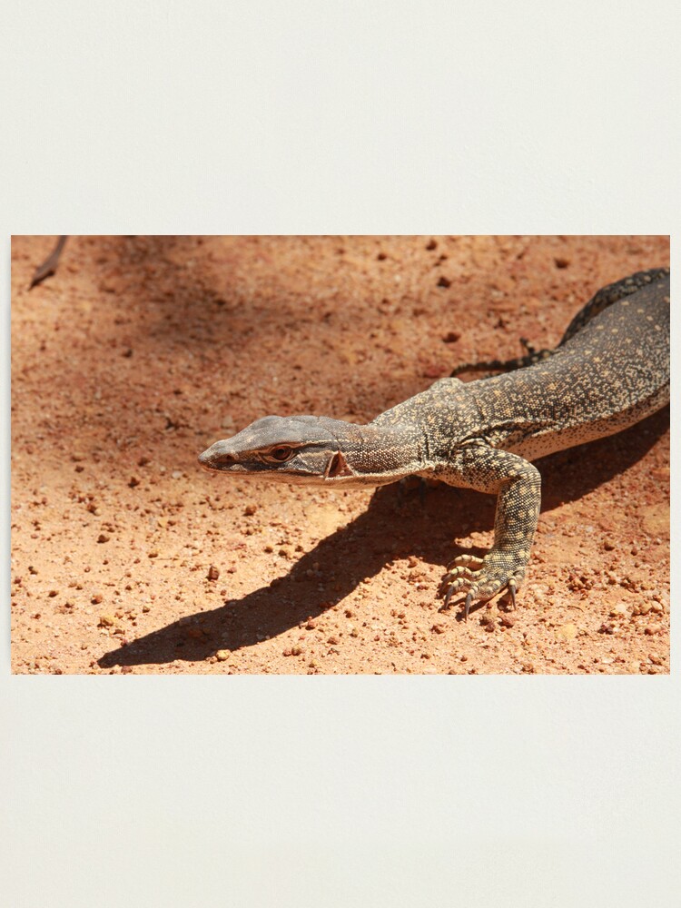 Alternate view of Sand goanna – Varanus gouldi Photographic Print