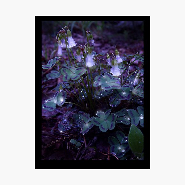 Glow Photographic Print