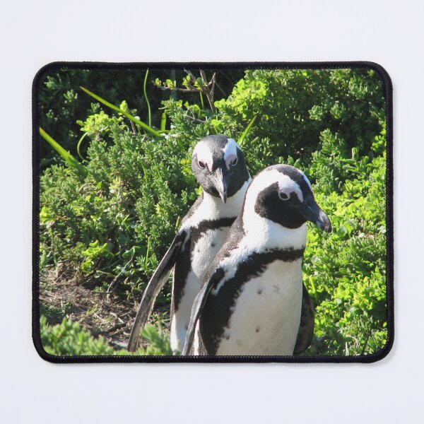 Item preview, Two African Penguins Strolling Boulders Beach, Cape Town, South Africa designed and sold by worldways.