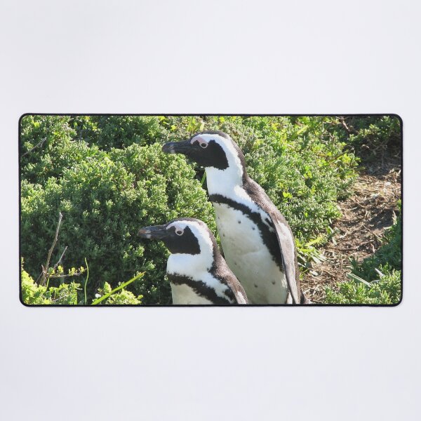 Item preview, Two African Penguins  Hiking Boulders Beach, Cape Town, South Africa designed and sold by worldways.