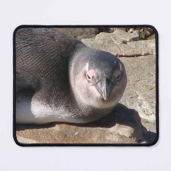Item preview, Cute African Penguin Closeup Boulders Beach, Cape Town designed and sold by worldways.