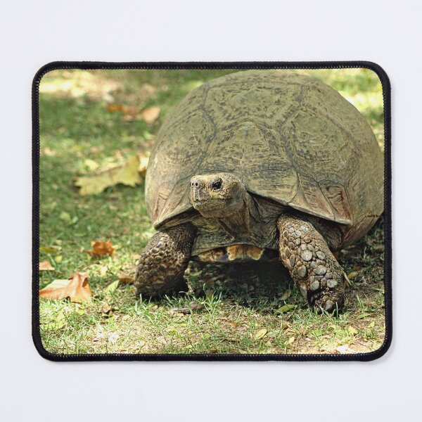 Item preview, Giant Turtle Walking Portrait designed and sold by worldways.