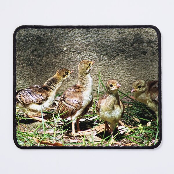 Item preview, Peacock Chicks in a Garden designed and sold by worldways.
