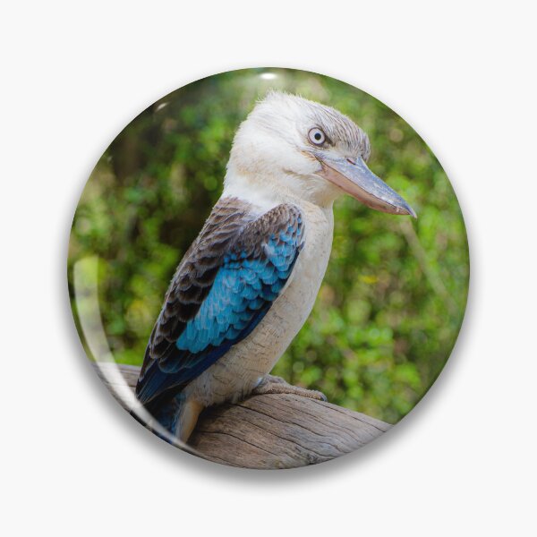 Item preview, Blue winged Kookaburra #2 designed and sold by PVphotography.