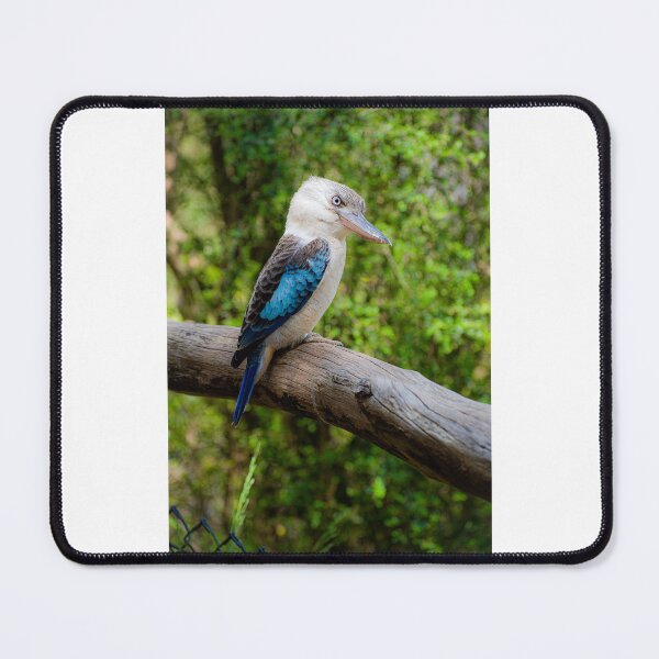 Item preview, Blue winged Kookaburra #2 designed and sold by PVphotography.