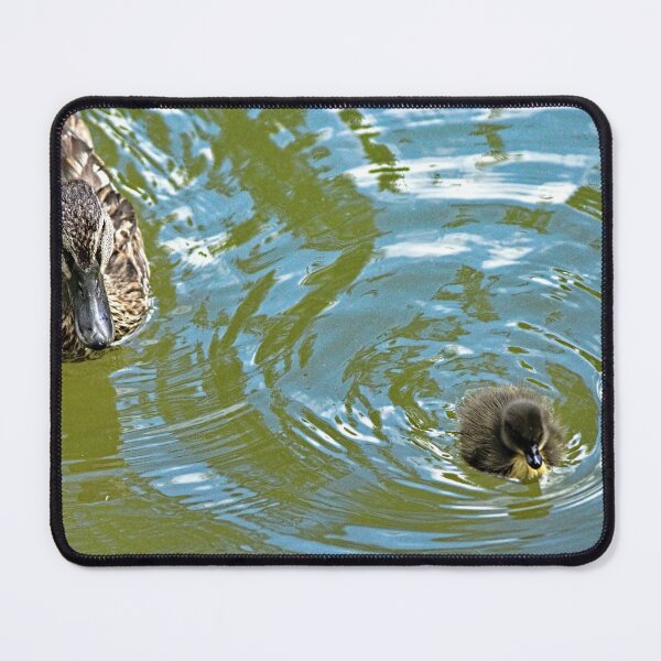 Item preview, Mallard Ducks Duckling Swimming designed and sold by worldways.