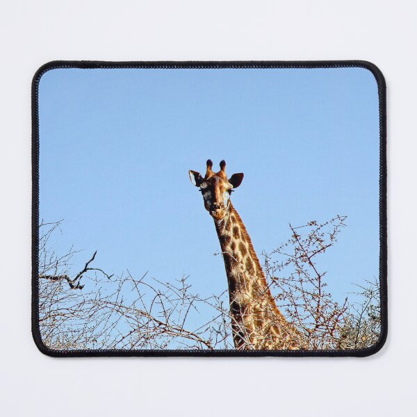 Item preview, Giraffe in the Wild Savanna Kruger national park, South Africa  designed and sold by worldways.