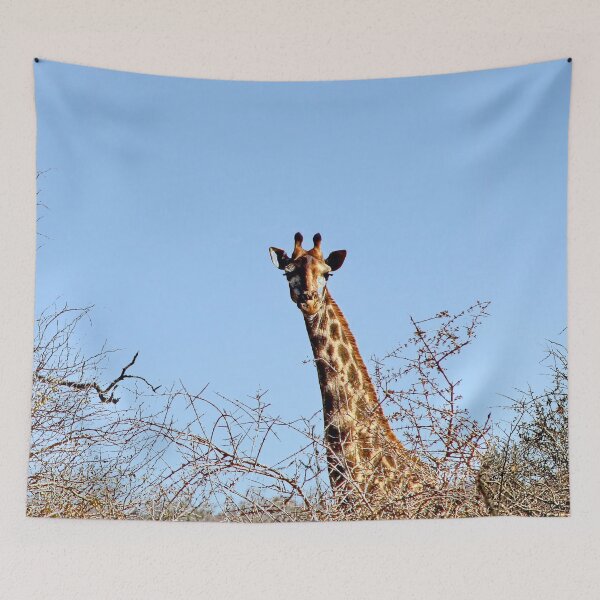 Item preview, Giraffe in the Wild Savanna Kruger national park, South Africa  designed and sold by worldways.