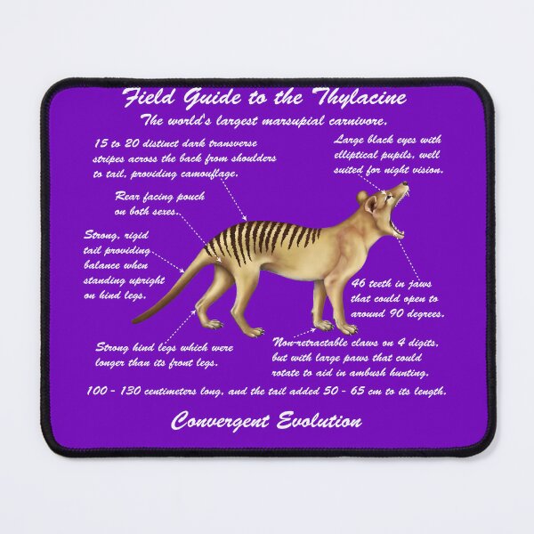 Item preview, A Field Guide to Thylacines - white cursive writing designed and sold by Kestrelle.
