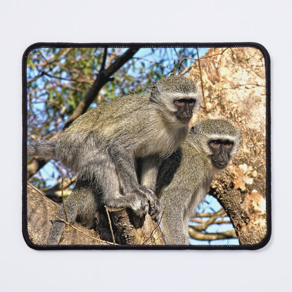 Item preview, Wild Vervet Monkeys on a Tree Branch designed and sold by worldways.