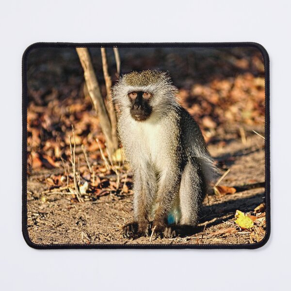 Item preview, Cute Vervet Monkey in the Wilde designed and sold by worldways.