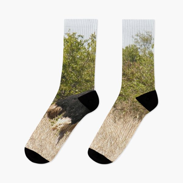 Item preview, Ostrich In the Wild, Kruger national park, South Africa  designed and sold by worldways.