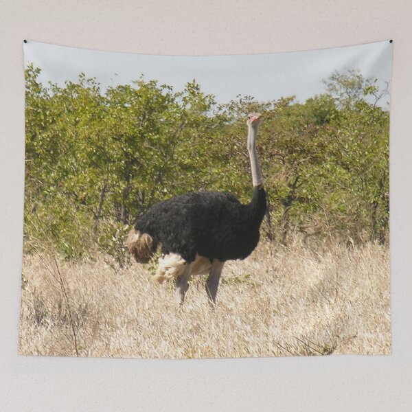 Item preview, Ostrich In the Wild, Kruger national park, South Africa  designed and sold by worldways.