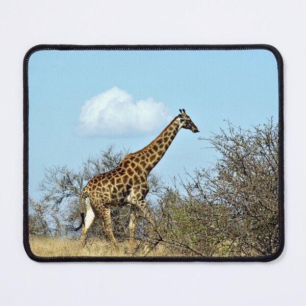 Item preview, Giraffe Walking in the Wild, Kruger national park, South Africa designed and sold by worldways.