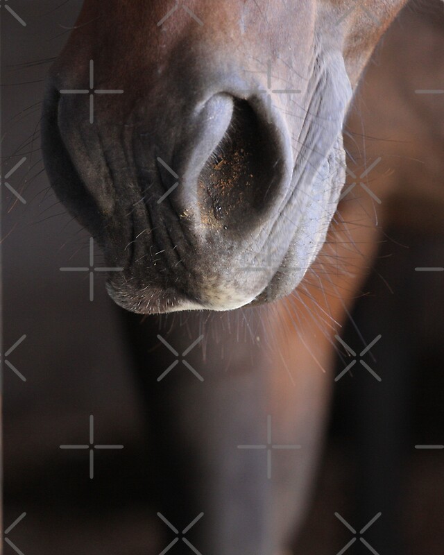 "Horse Muzzle" by Rachel Leigh Redbubble