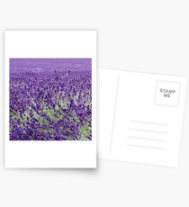 Lavender in motion Postcards