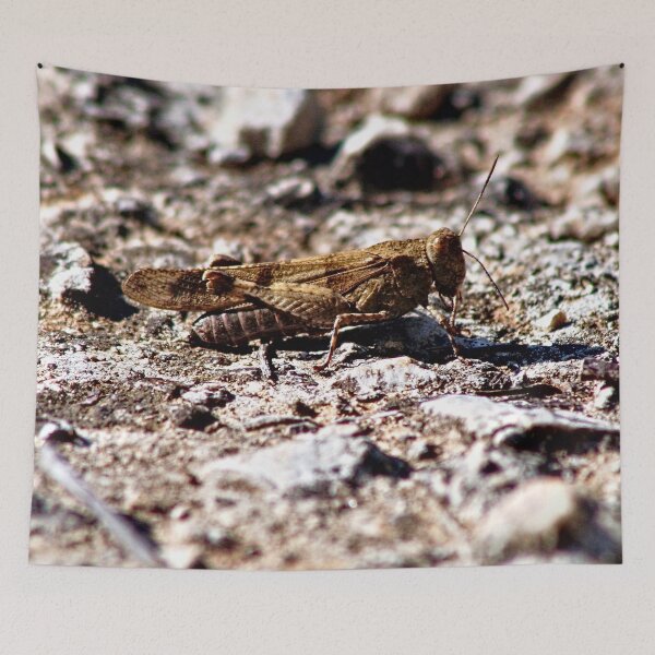 Item preview, Saltamontes Insecto Bug Animal designed and sold by worldways.