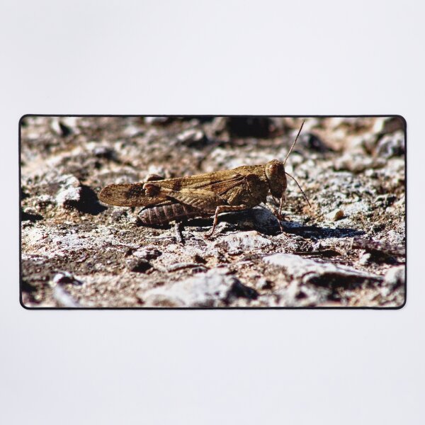 Artikelvorschau, Grasshopper Insect Bug Animal entworfen und verkauft von worldways.