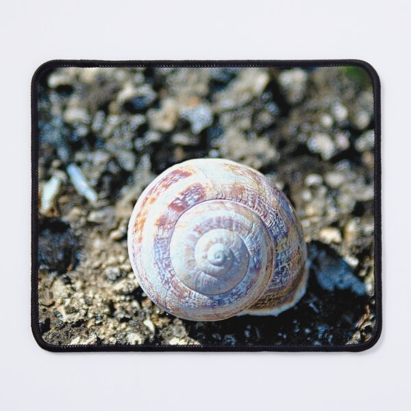 Item preview, Land Snail Shell Closeup designed and sold by worldways.