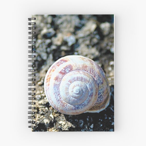 Item preview, Land Snail Shell Closeup designed and sold by worldways.