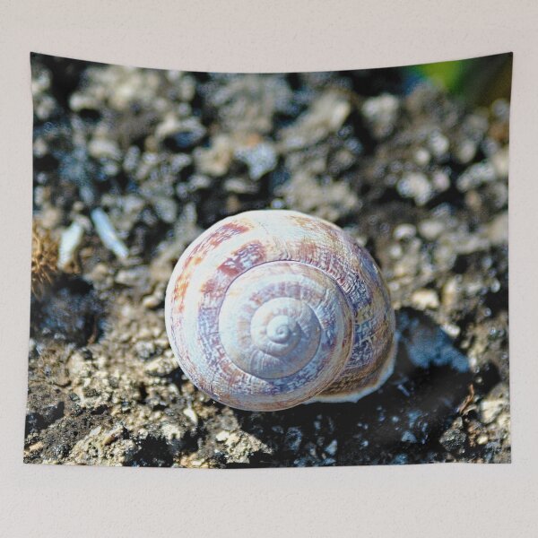 Item preview, Land Snail Shell Closeup designed and sold by worldways.