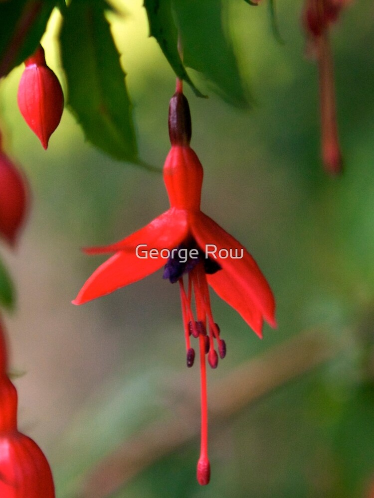 Single Wild Fuchsia Flower, Loch Na Fooey by VeryIreland