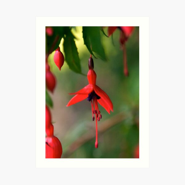 Single Wild Fuchsia Flower, Loch Na Fooey Art Print