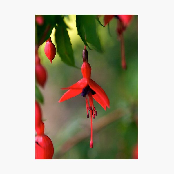 Single Wild Fuchsia Flower, Loch Na Fooey Photographic Print