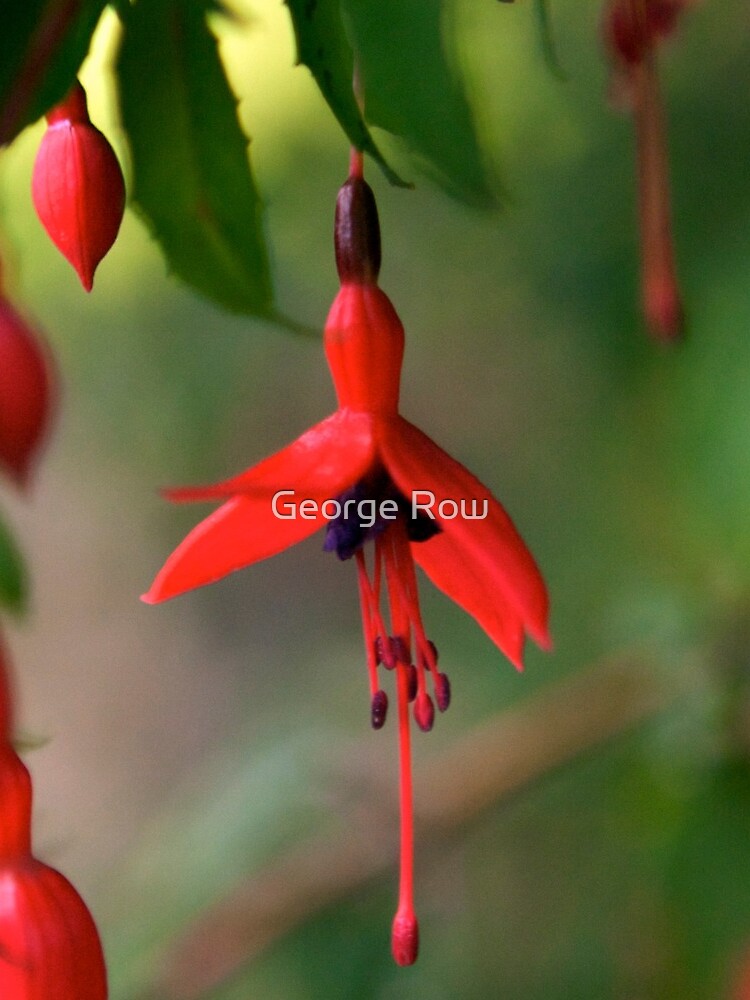 Single Wild Fuchsia Flower, Loch Na Fooey by VeryIreland