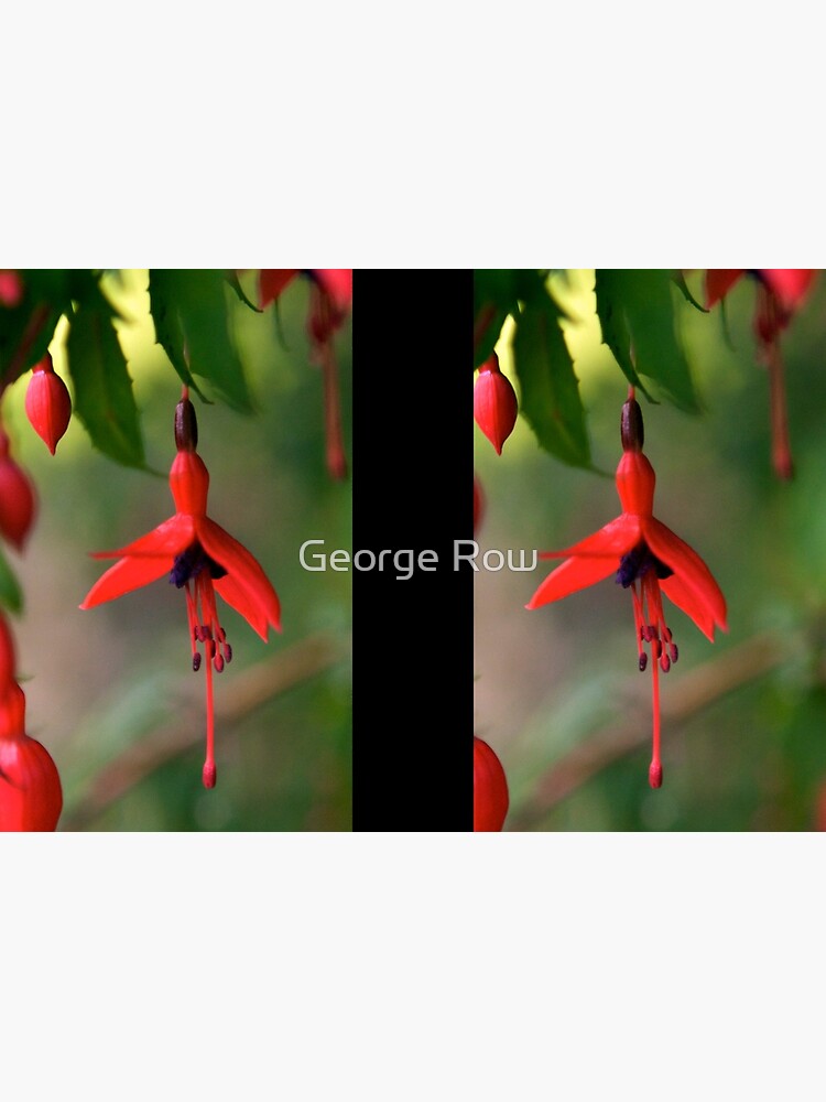 Single Wild Fuchsia Flower, Loch Na Fooey by VeryIreland
