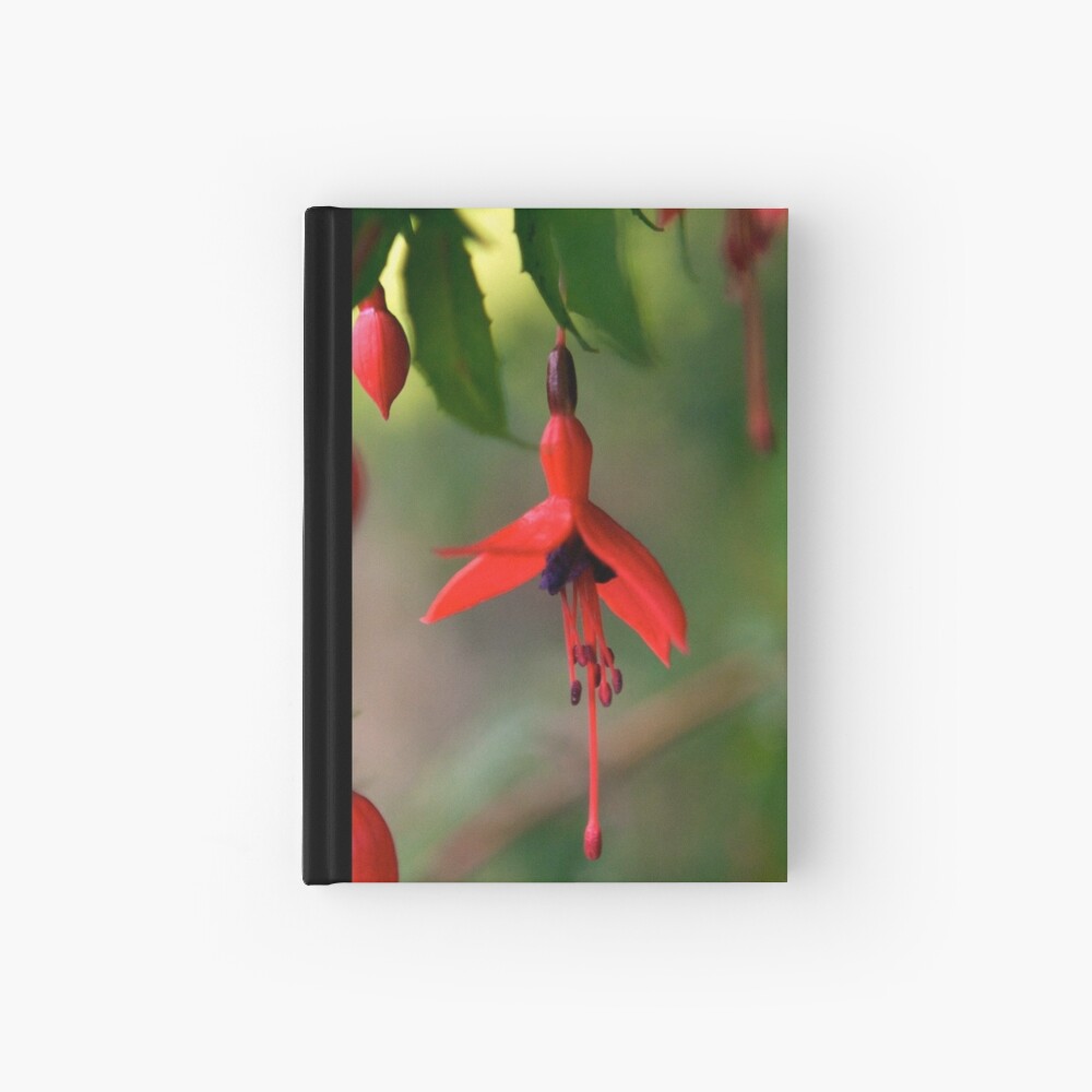 Single Wild Fuchsia Flower, Loch Na Fooey Hardcover Journal