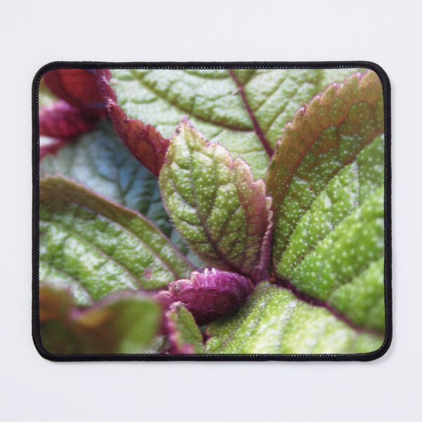 Item preview, Soft Leaves designed and sold by Nathan Gruber.