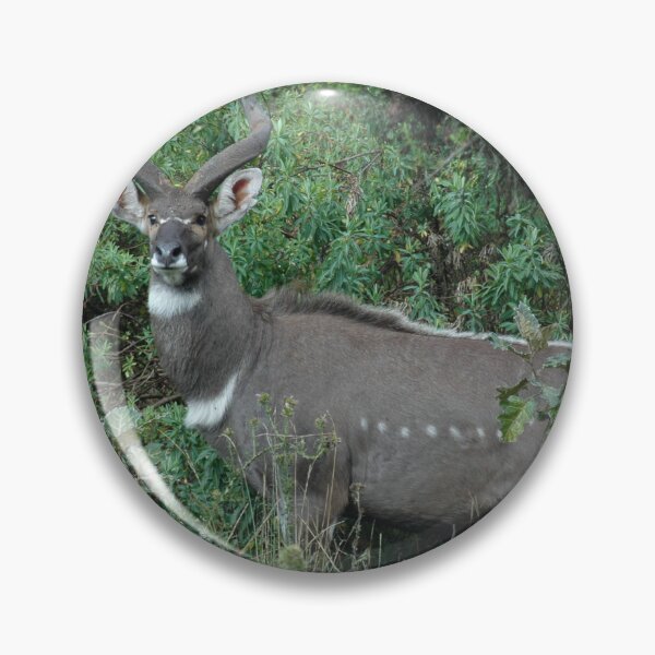 Artikelvorschau, Männlicher Berg Nyala Antilope Bala Mountains Äthiopien entworfen und verkauft von worldways.