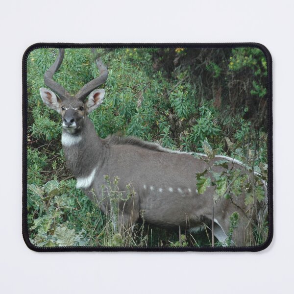 Item preview, Male Mountain Nyala Antelope Bala Mountains Ethiopia designed and sold by worldways.