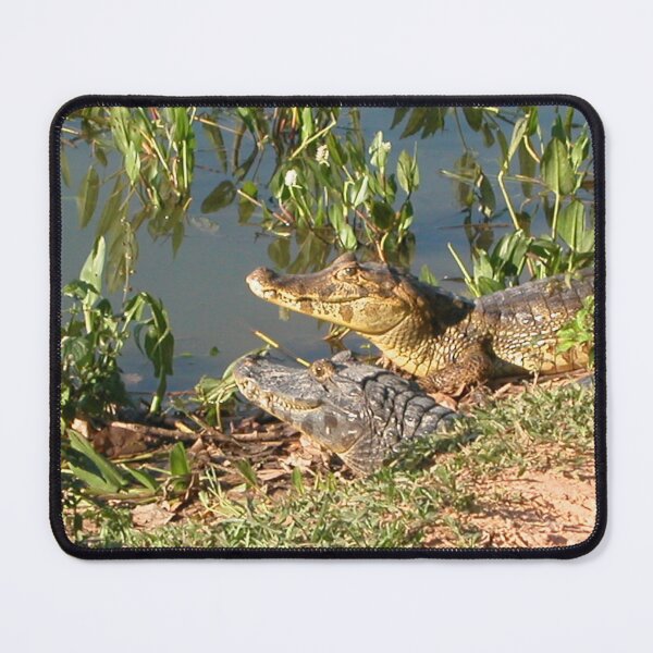Item preview, Brazilian Caimans Alligators Crocodiles Swamp Wildlife, Pantanal, Brazil designed and sold by worldways.