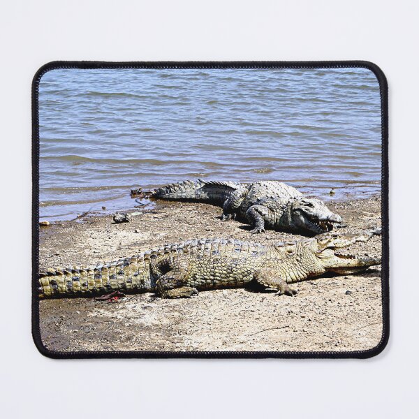 Item preview, Two Nile Crocodiles Sunning Riverbank, Africa designed and sold by worldways.