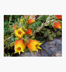 Jingle Bells Photographic Print