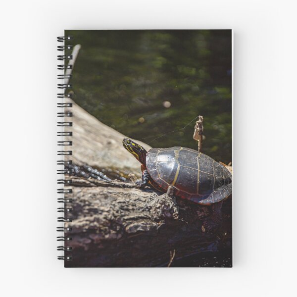 Item preview, Painted Turtle designed and sold by Daniel's Destinations.